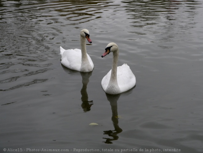 Photo de Cygne