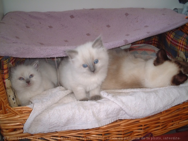 Photo de Ragdoll