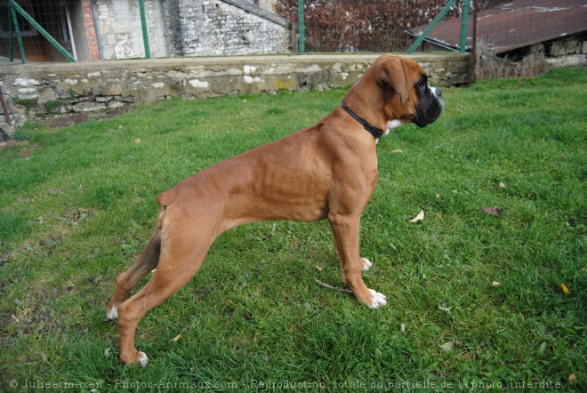 Photo de Boxer