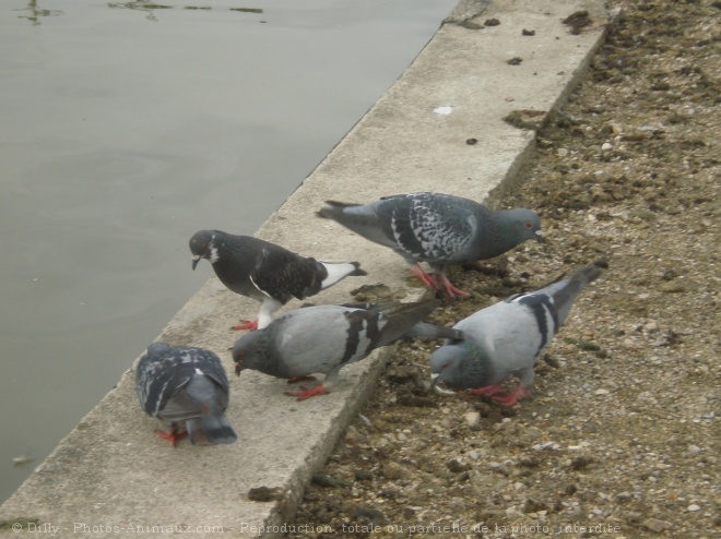 Photo de Pigeon