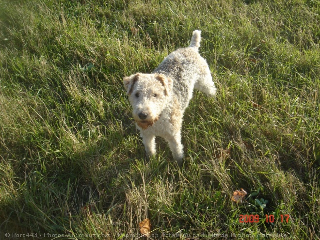 Photo de Fox terrier  poil dur