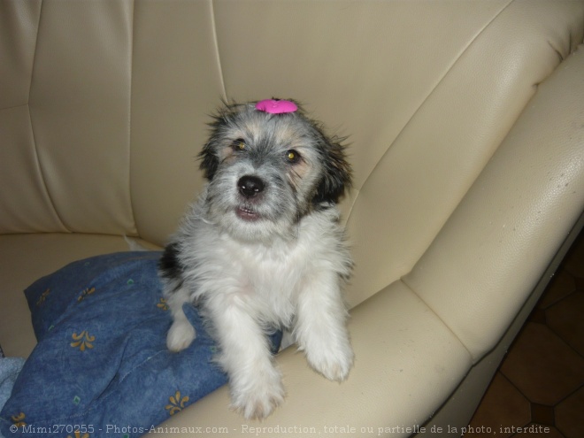 Photo de Shih tzu