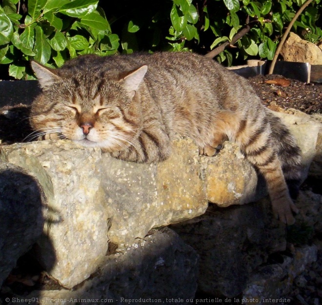 Photo de Chat domestique