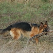 Photo de Berger allemand  poil court