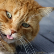 Photo de Chat domestique