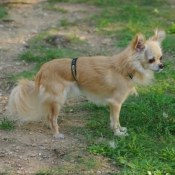 Photo de Chihuahua  poil long