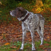 Photo de Braque d'auvergne