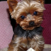 Photo de Yorkshire terrier