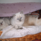 Photo de Ragdoll