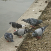 Photo de Pigeon