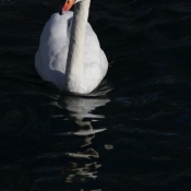 Photo de Cygne