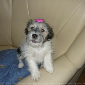 Photo de Shih tzu