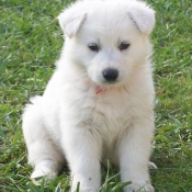 Photo de Berger blanc suisse