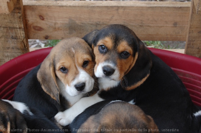 Photo de Beagle