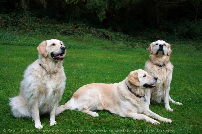 Photo de Golden retriever