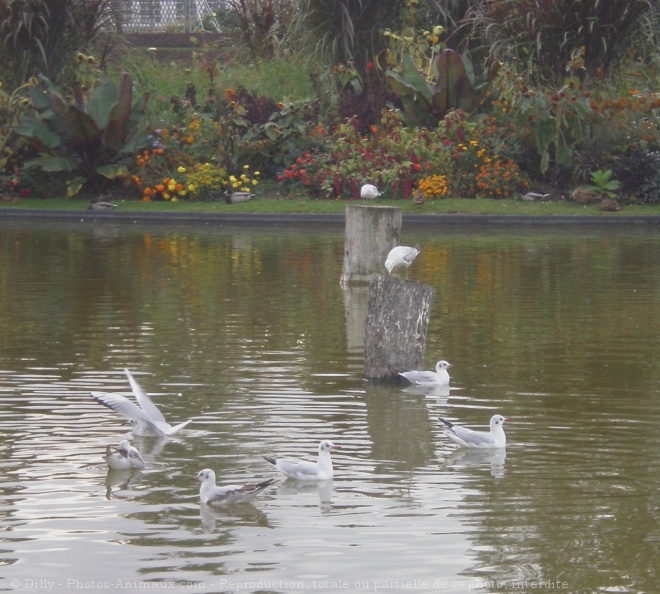 Photo de Mouette