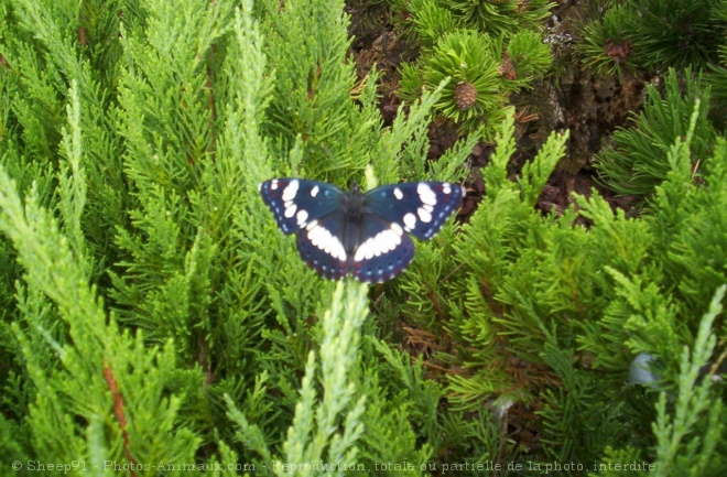 Photo de Papillon