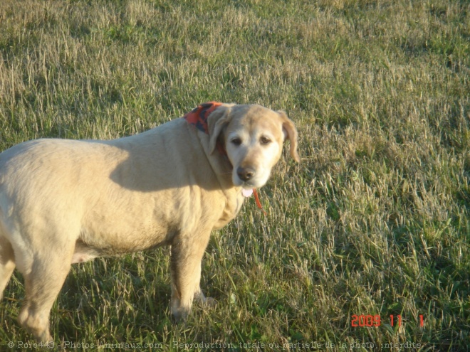 Photo de Golden retriever