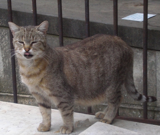 Photo de Chat domestique