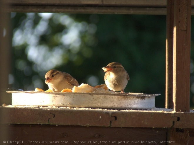 Photo de Moineau