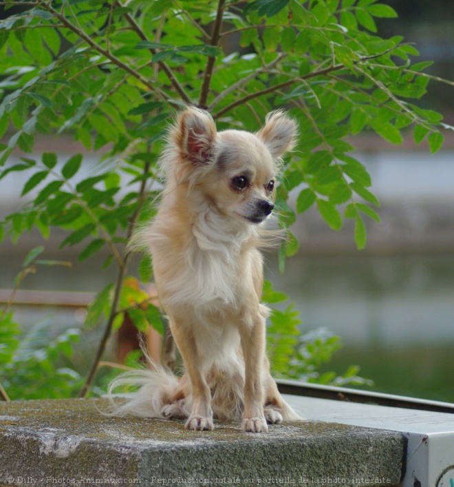 Photo de Chihuahua  poil long