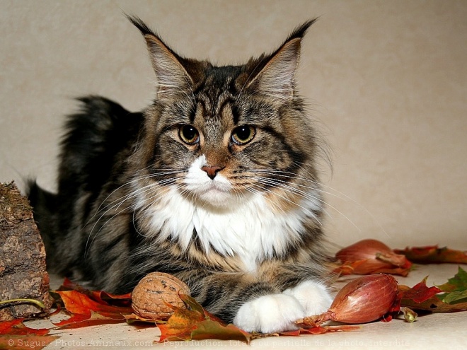 Photo de Maine coon