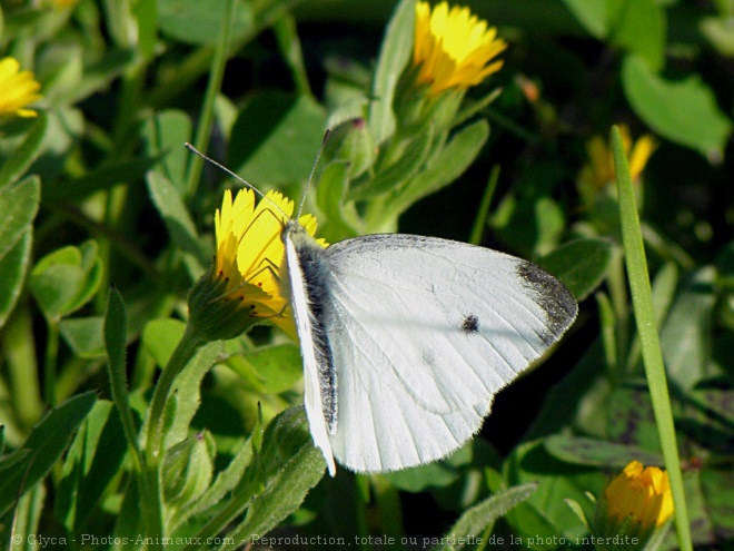 Photo de Papillon