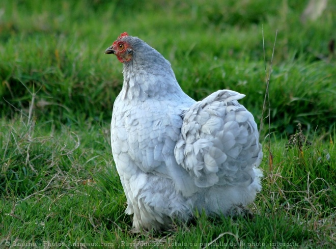 Photo de Poule