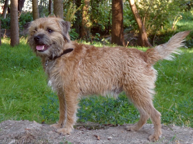 Photo de Border terrier