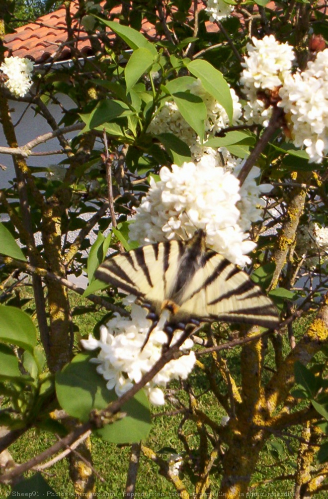 Photo de Papillon