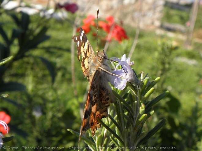 Photo de Papillon