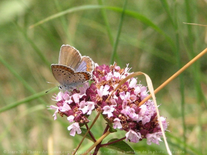 Photo de Papillon