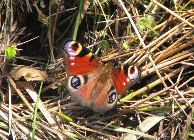 Photo de Papillon