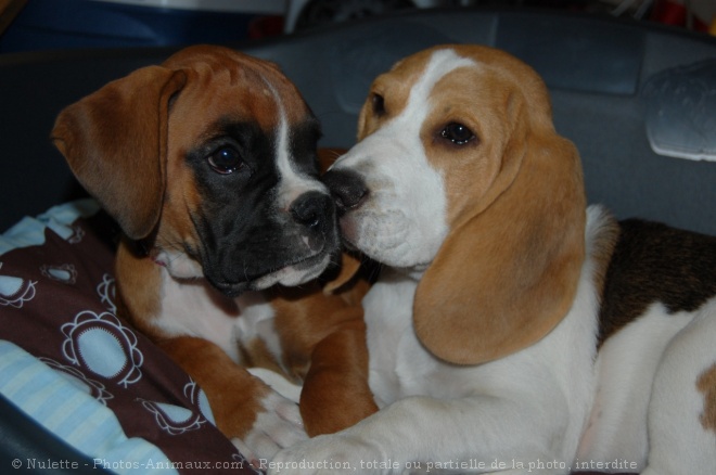 Photo de Beagle