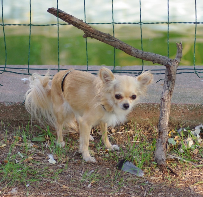 Photo de Chihuahua  poil long