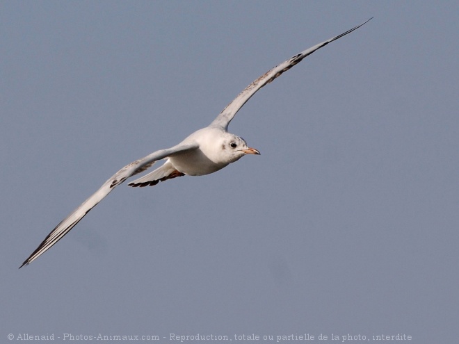 Photo de Mouette