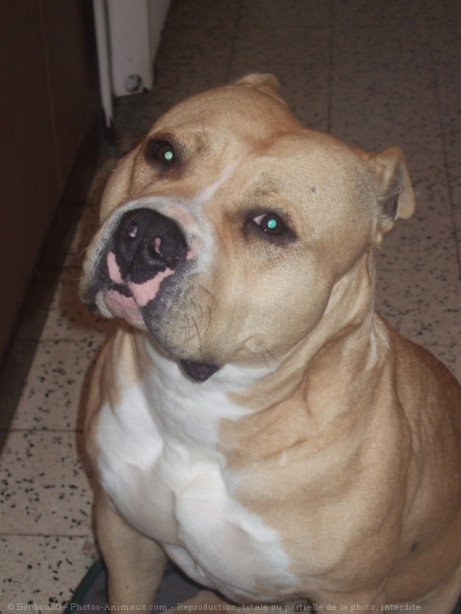 Photo d'American staffordshire terrier