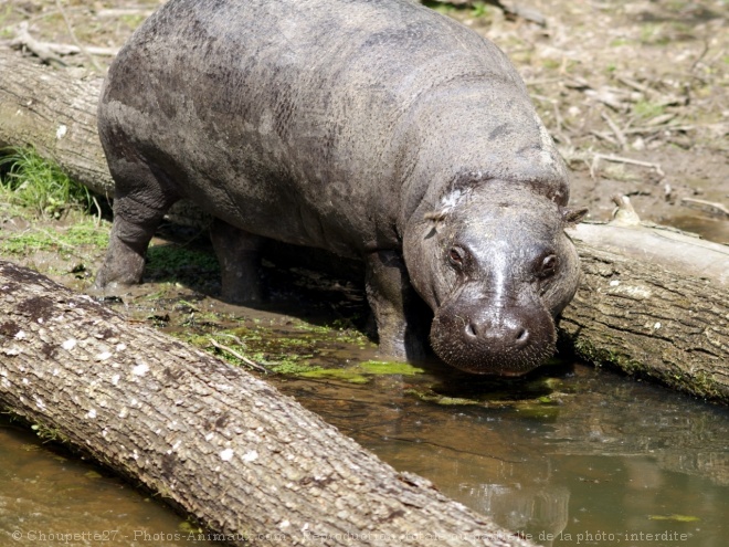 Photo de Hippopotame