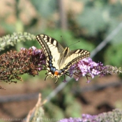 Photo de Papillon