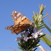 Photo de Papillon