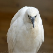 Photo d'Aigrette