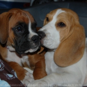 Photo de Beagle