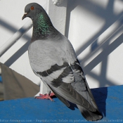 Photo de Pigeon