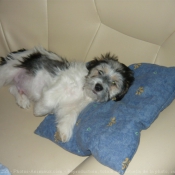 Photo de Shih tzu