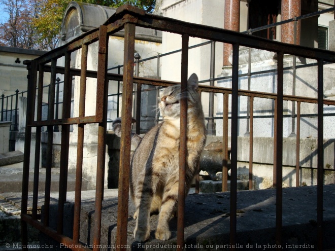 Photo de Chat domestique