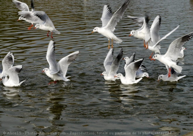 Photo de Mouette