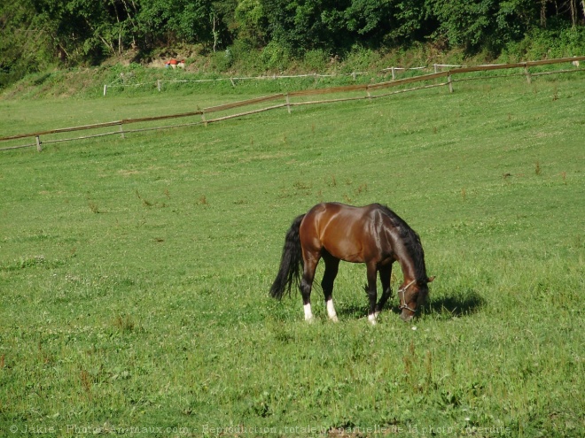 Photo de Suisse