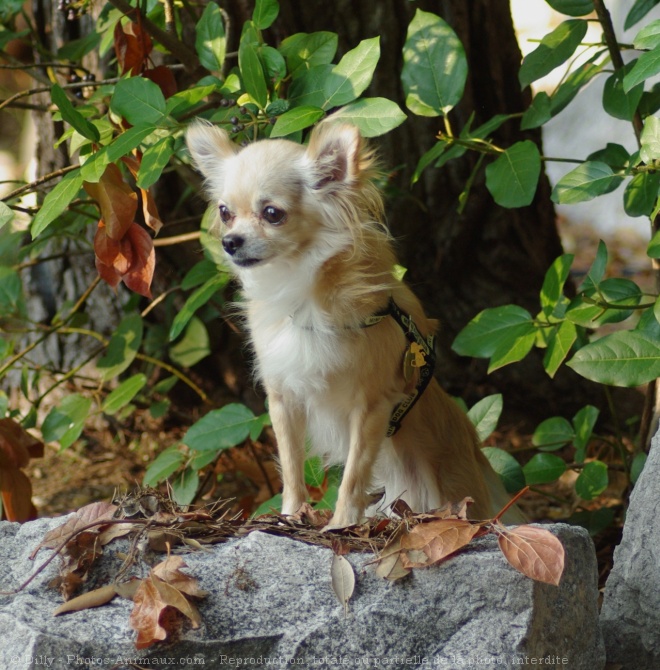 Photo de Chihuahua  poil long