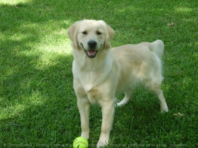 Photo de Golden retriever