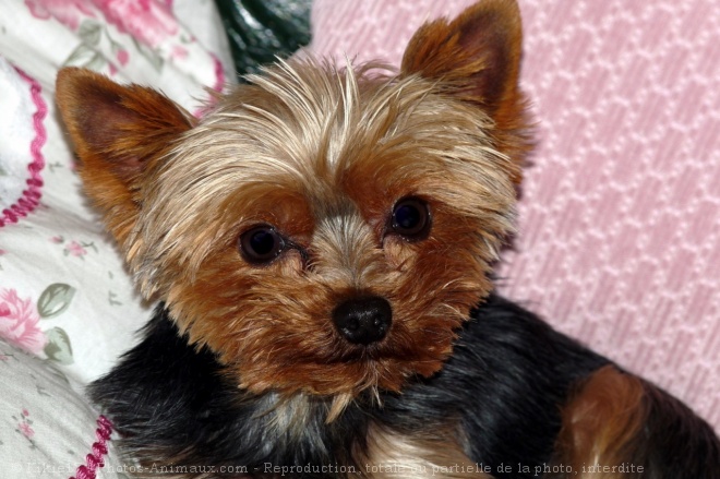 Photo de Yorkshire terrier